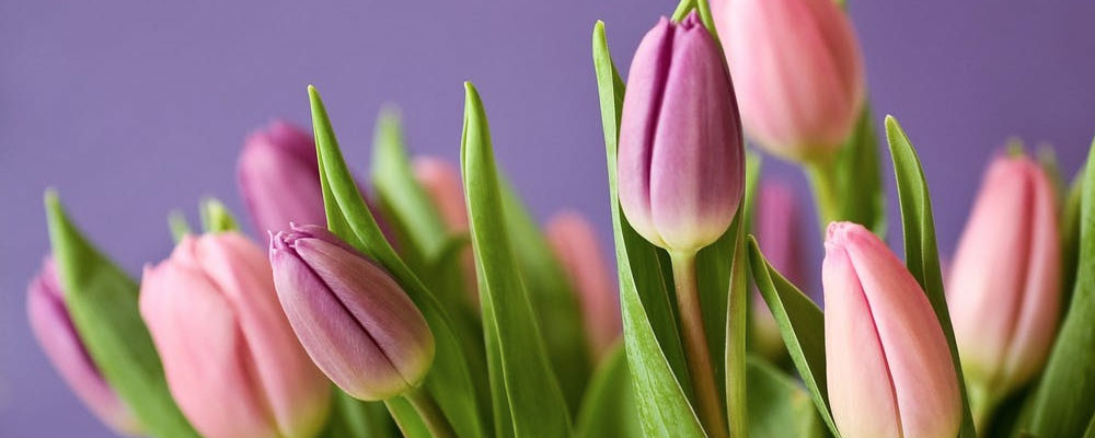 Sel Florist